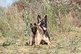 MALINOIS 222